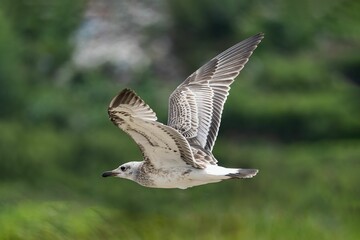 Seagull in flight with wings spread wide.