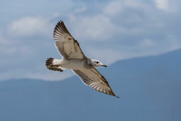 Obraz premium Seagull soaring with mountain backdrop.