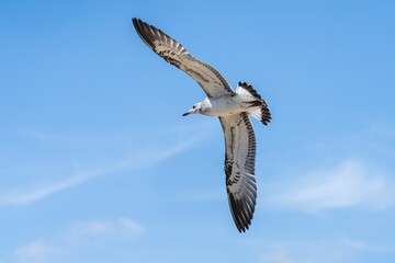 Seagull soaring in clear blue sky.