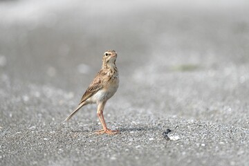 Small brown bird on sandy beach
