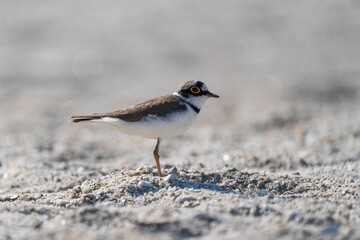 Bird with yellow eye markings on sandy beach.