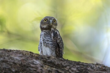 Spotted owl on a tree branch