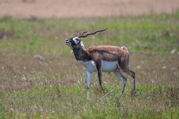 Blackbuck antelope in grassy field