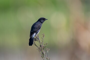 Black bird perched on a twig