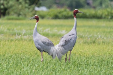 Sarus cranes in a green field
