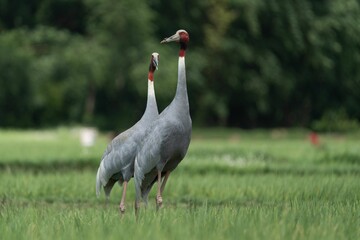Sarus cranes in a lush green field.