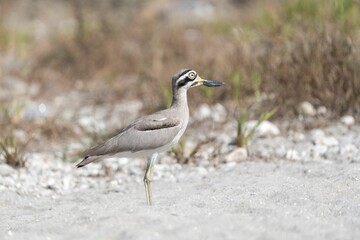 Beach stone-curlew bird on sandy ground