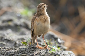 Small bird on rocky ground