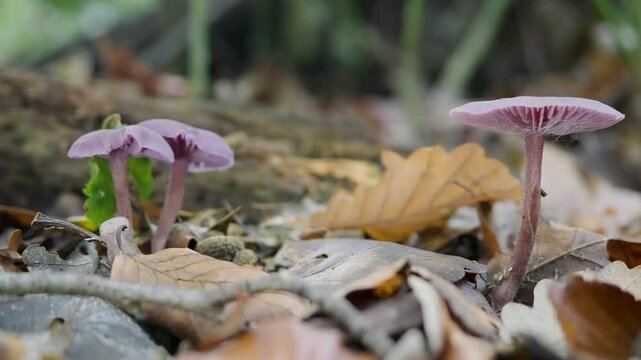Vertical Video of an Amethyst Deceiver Mushroom with a Small Spider in Leaf Litter
