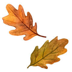 Oak leaves set. Autumn elegant botanical watercolor illustration. Isolated oak leaf on white background. Hand painted seasonal clipart collection for autumn holidays, Thanksgiving, fall events, fairs
