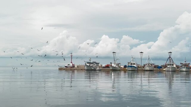 Koper Slovenia harbor boat and seagulls 