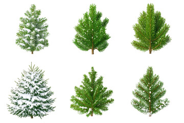 Fototapeta premium Watercolor illustration of different green Christmas trees, isolated on white, perfect for holiday design. 