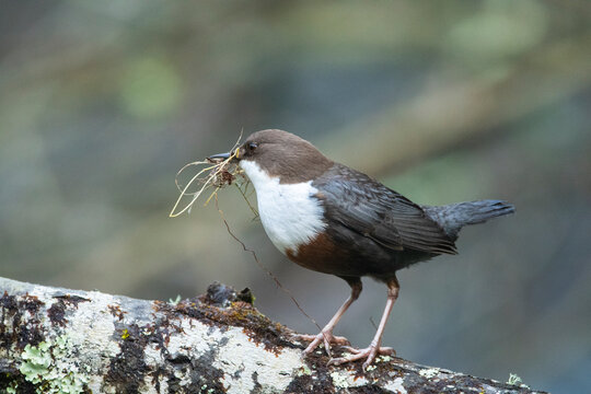 European dipper with nesting materials on tree branch