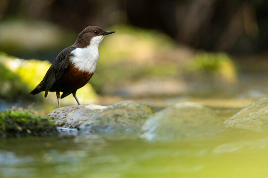 European dipper, Cinclus cinclus by a stream
