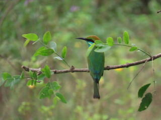 Sri Lankan hummingbird