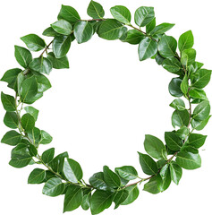Fototapeta premium green eucalyptus leaves forming natural frame, cut out, leaf, frame, nature, plant, tree, border, leaves, branch