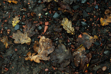 autumn leaves on the ground