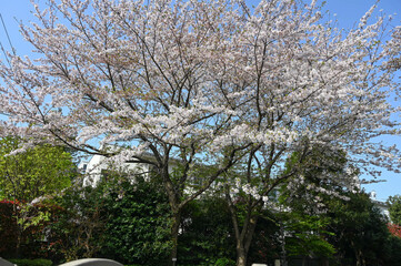 Cherry blossoms by the roadside.