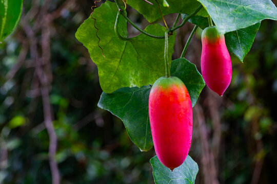 Closeup view of ripe red ivy gourd or scalet gourd (Coccinia grandis) fruit with green leaf hanging on a vine.