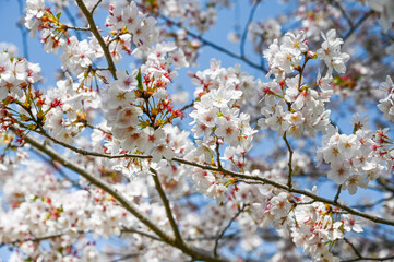 Cherry blossoms season . background is blue sky
