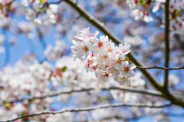 Cherry blossoms season . background is blue sky