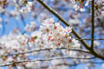 Cherry blossoms season . background is blue sky