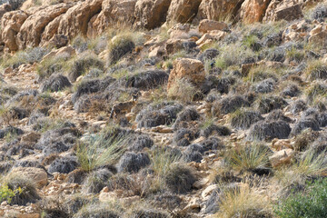 African Golden Wolf (Canis lupaster)