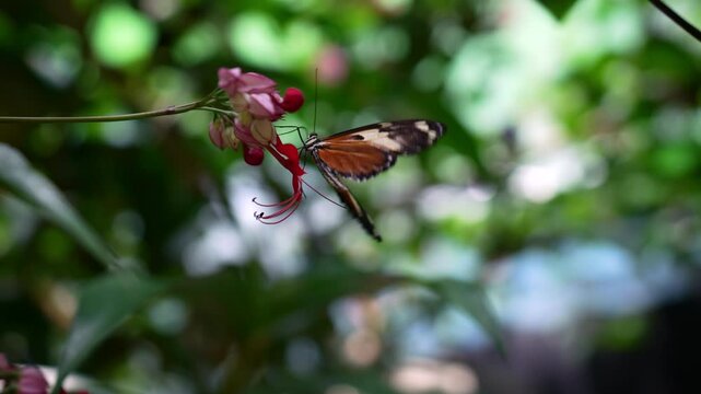 Orange Tiger Butterfly Fapping its Wings Slow Motion Hand Held Shot - Mindo, Ecuador