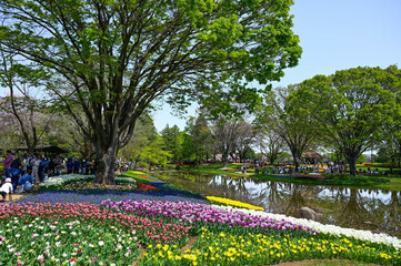 Tokyo, Japan - APR 14, 2024: Tulipa gesneriana in Showa Kinen Park.