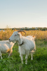 A pair of white goats wander through a lush green field, enjoying the warm sunshine and gentle breeze. The backdrop features a serene water view and autumn foliage.