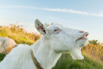 A white goat gazes contentedly as it stands among vibrant green grass, with a clear blue sky and wispy clouds providing a serene backdrop on a sunny afternoon.