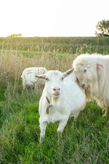 A white goat stands confidently while another sheep-like goat comes close, set against a backdrop of tall grass and a fading sunset, embodying tranquility.