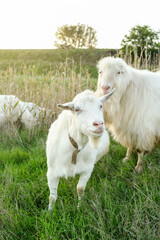 Obraz premium In a serene landscape, two white goats roam freely across a vibrant green field. The sunset casts a warm glow, enhancing the peaceful rural setting and the goats' fluffy coats.