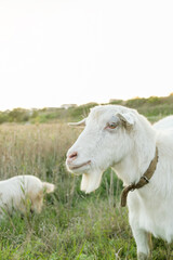 A white goat stands prominently in a vibrant green meadow while another goat grazes nearby. The warm afternoon sunlight bathes the landscape, enhancing the tranquil atmosphere.