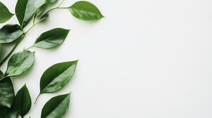 Fototapeta premium Lush green leaves on white, a study in natural beauty and tranquil minimalism serene