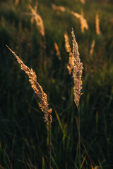 golden wheat field at sunset, green background