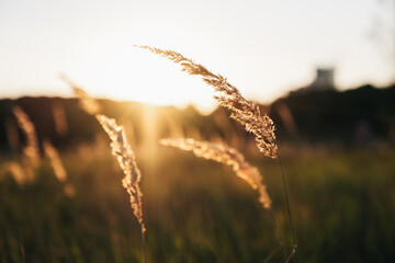 wheat field at sunset