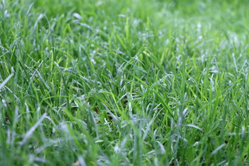grass