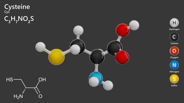 Cysteine or L Cysteine. Semi-essential amino acid. Antioxidant. A detailed model of molecule. Molecular formula: C3H7NO2S. Chemical model: Ball and Stick. Gray background. 3d illustration