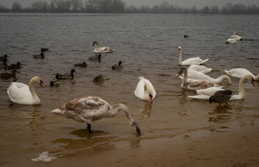 Winter fog on the waterfront. People walk along the waterfront along the river, feeding the ducks and swimming.