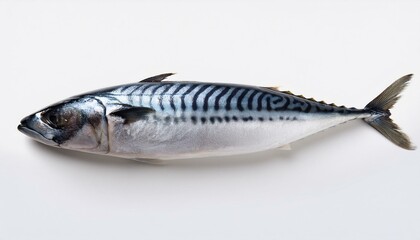 Mackerel on White top view 