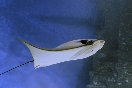 East American stingray underwater. Сownose ray inhabiting in the tropical waters of the Atlantic Ocean.