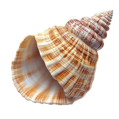 Fototapeta premium Seashell PNG isolated on transparent background, white background.