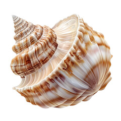 Obraz premium Seashells PNG isolated on transparent background, white background.