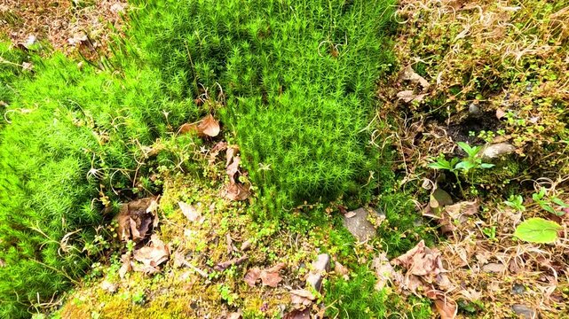 Moss Growth at Glengoyne Distillery