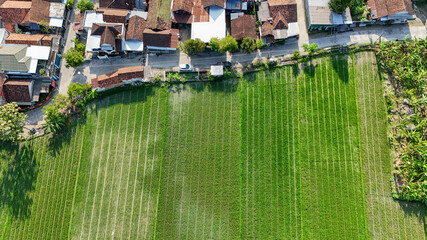 Aerial view of vibrant rice fields bordered by quaint houses in a peaceful countryside setting