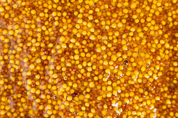 French Dijon mustard background, close-up, top view.