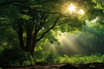 Obraz premium Lush green forest landscape light sunlight.
