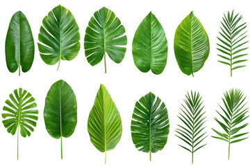 Collection of various tropical and palm leaves, isolated on white, nature and botanical concept.
