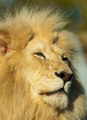 White male Asiatic white lion, (Panthera leo leo), head portrait close view, with sunset light